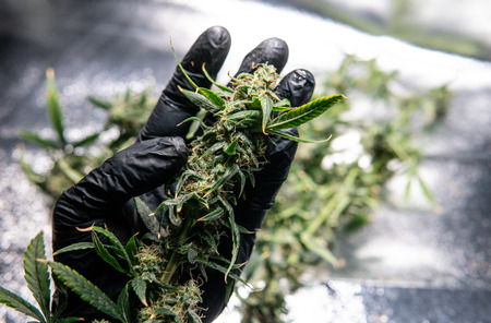 Fresh marijuana buds in mans hands. Fresh cannabis harvestの写真素材