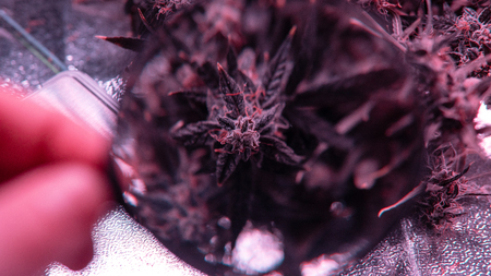 New medical strains of marijuana.の写真素材