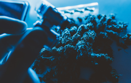 Cannabis fresh harvest. Growing marijuana indoorの写真素材