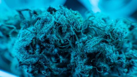 Cannabis buds in super macro view. Medical legal marijuana in 2019の写真素材