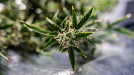 Recreational marijuana strain. Sativa THC harvest in details.の写真素材