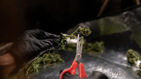 trimming flowering buds of the medical marijuana in close-up.の写真素材