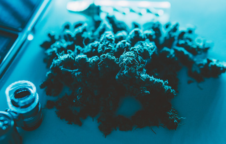 Medical strains of marijuana in details. Trichomes in close-upの写真素材
