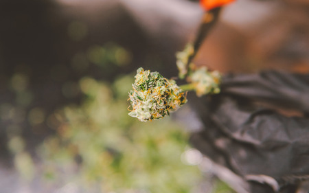 trimming flowering buds of the medical marijuana in close-up.の写真素材