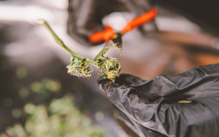 fresh cannabis harvest for medical use. USA marijuana plansの写真素材