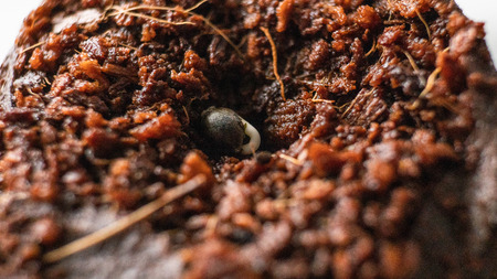 marijuana seed in the ground
Ñlose-up
