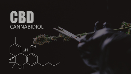 Cannabidiol CBD in marijuana strains. Medical cannabis for peopleの写真素材