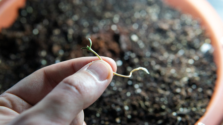 marijuana sprout close-up in mans hands.の写真素材