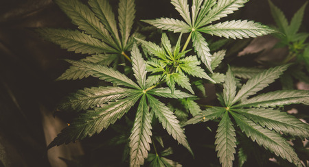 medical marijuana strains. Cultivation and recreational use of cannabisの写真素材