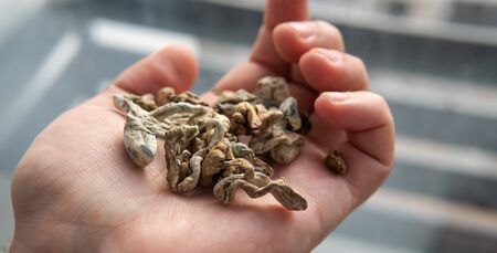 Strains of psilocybin mushrooms close-upの写真素材