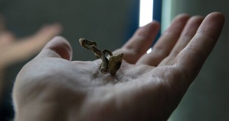 Biohacking and brain development with magic mushrooms.の写真素材