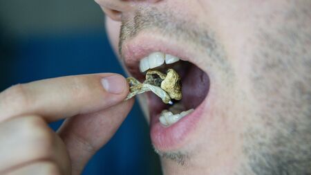 Strains of psilocybin mushrooms close-upの写真素材