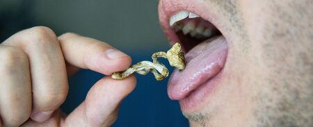 Strains of psilocybin mushrooms close-upの写真素材
