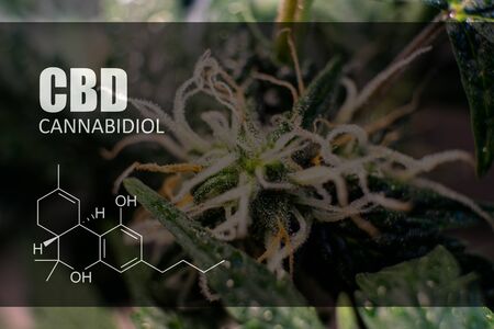 trichomes on marijuana buds close-upの写真素材