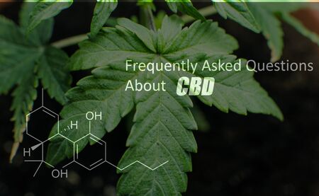 cannabis sprout in macro view. Amateur marijuana cultivation for personal use and therapy THC CBD...
