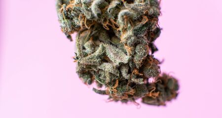 isolated marijuana bud on a pink background.medical marijuana concept for social mediaの写真素材
