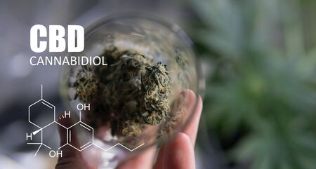 chemical formulas of elements THC CBD in marijuana medical strainsの写真素材
