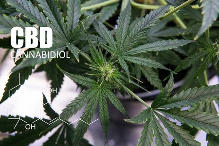 chemical formulas of elements THC CBD in marijuana medical strains