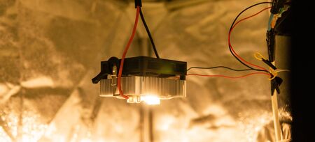 Professional CREE LED matrix in growing marijuana.の写真素材