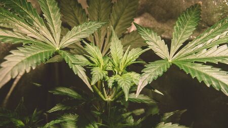 growing medical marijuana indoorの写真素材