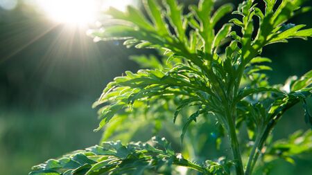 Ragweed - allergy causing grass. Ragweed Allergies in dogs, symptoms & treatment
