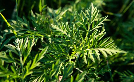 Ragweed pollen cause problems for those with allergies. Ragweed and Mold Allergens In The Fallの写真素材