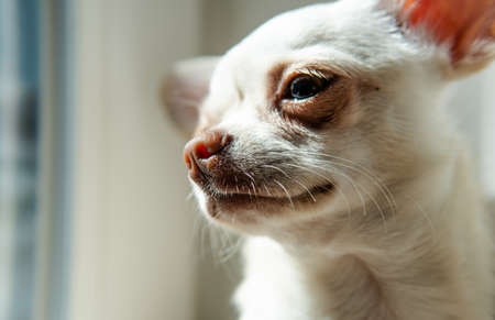 Chihuahua dog puppy of white color. Walking and caring for domestic dogsの写真素材