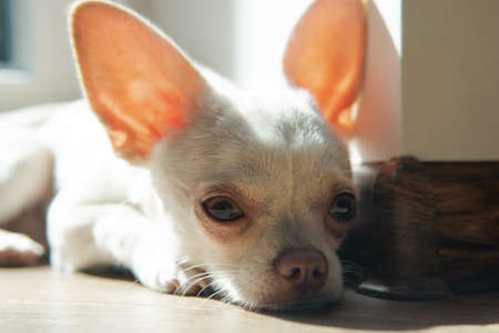 care for small dogs. Chihuahua puppy development and careの写真素材