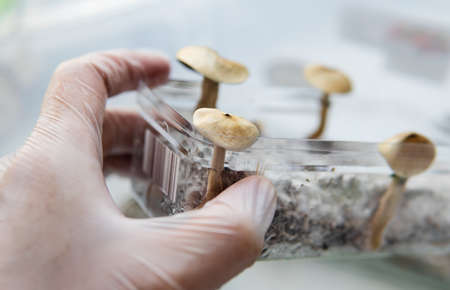 the benefits of recreational use of magic mushrooms. Psilocybin and mental illness