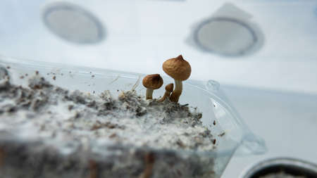 recreational varieties of psilocybin mushrooms, study of magic mushrooms and their effects. Mycology...