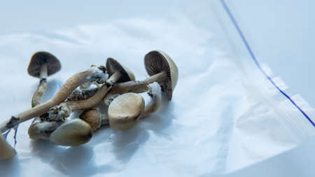 Medical research on psilocybin. Legalization of psilocybin mushrooms in America