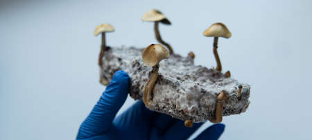 psilocybin mushrooms lying in male hands in blue medical glovesの写真素材