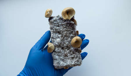 recreational varieties of psilocybin mushrooms, study of magic mushrooms and their effects. Mycology...