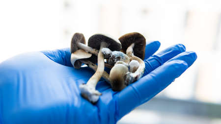 Medical research on psilocybin. Legalization of psilocybin mushrooms in America