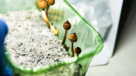 recreational varieties of psilocybin mushrooms, study of magic mushrooms and their effects. Mycology...