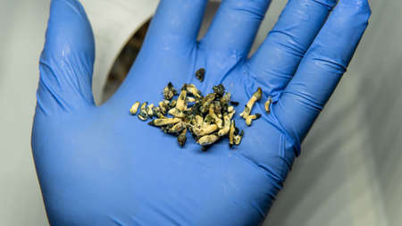 cultivation of recreational psilocybin mushrooms in the world. Medical news on hallucinogenic mushroomsの写真素材