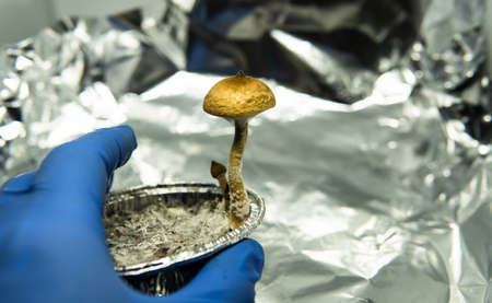 cultivation of recreational psilocybin mushrooms in the world. Medical news on hallucinogenic mushroomsの写真素材
