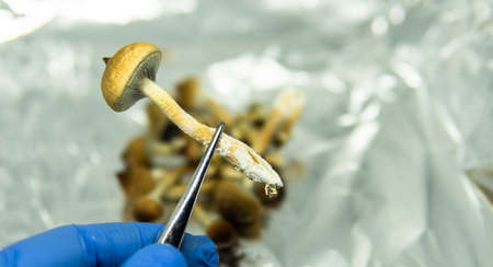 recreational varieties of psilocybin mushrooms, study of magic mushrooms and their effects. Mycology and psilocybin mushroomsの写真素材