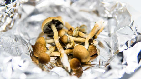 growing psilocybin mushrooms. Medical research on psilocybin