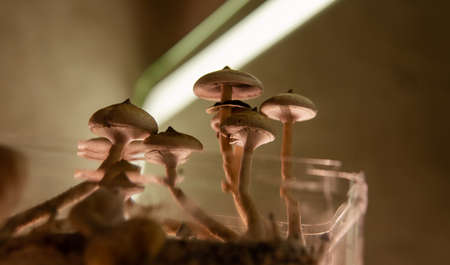 professional growing of psilocybin mushrooms in America. Scientific studies of the effects of psilocybin on the human brainの写真素材