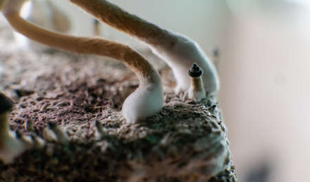 professional growing of psilocybin mushrooms in America. Scientific studies of the effects of psilocybin on the human brainの写真素材