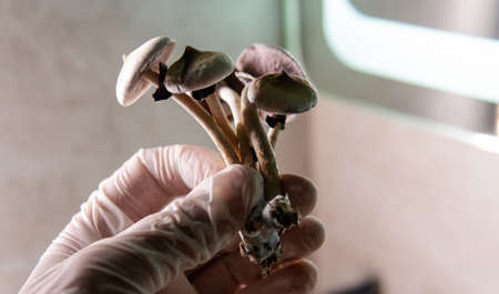professional growing of psilocybin mushrooms in America. Scientific studies of the effects of...