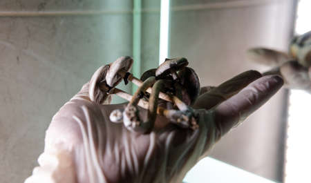 professional growing of psilocybin mushrooms in America. Scientific studies of the effects of psilocybin on the human brainの写真素材