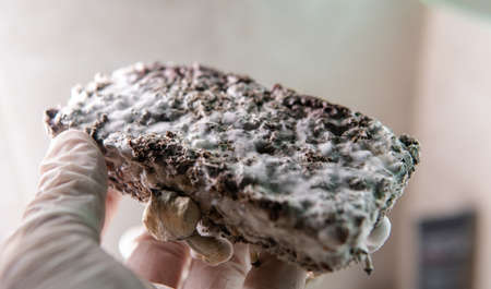 professional growing of psilocybin mushrooms in America. Scientific studies of the effects of...