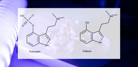 the medical effects of psilocybin and psilocin on the psychological and physical health of people....