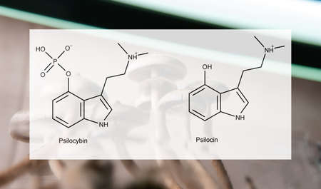 the medical effects of psilocybin and psilocin on the psychological and physical health of people. Legalization of the recreational use of psilocybin mushroomsの写真素材