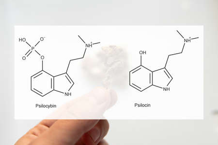 the medical effects of psilocybin and psilocin on the psychological and physical health of people. Legalization of the recreational use of psilocybin mushroomsの写真素材