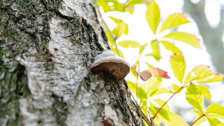 Fomes fomentarius, tinder wood-destroying parasitic fungi in their natural habitat. Useful tinder...