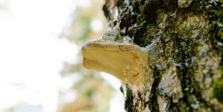 parasitic fungi of the polypore family close-up