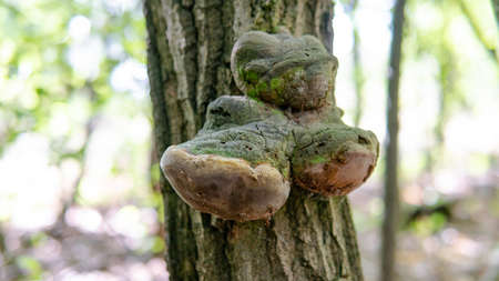 parasitic fungi of the polypore family, scientific experiments on the fungal family Polyporaceae